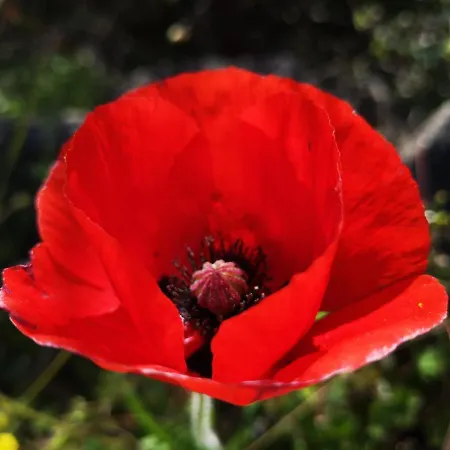 5 Min To Sea Francaise Old Town Daire