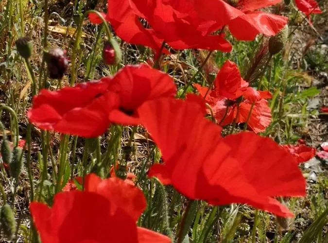 5 Min To Sea Francaise Old Town *