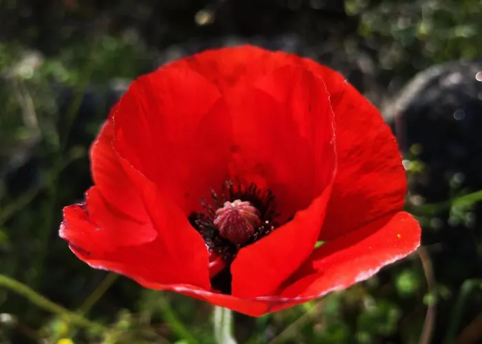 5 Min To Sea Francaise Old Town Daire